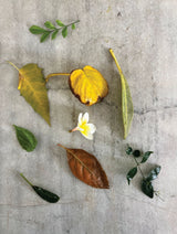 Natural Imprints - Botanical Printing